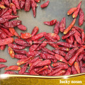 Red Chili Pepper Import Pepper Chilli Pepper Buyer